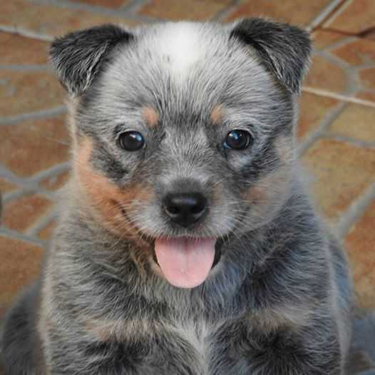 XENA BLUE HEELER'S SELIVON | Australian Cattle Dog 