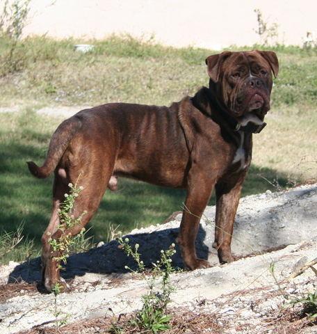 Gargoyle's Duke | Olde English Bulldogge 