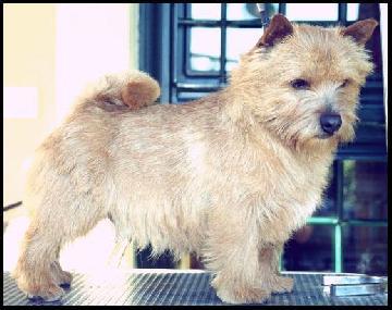 Demerlay American Boy | Norwich Terrier 