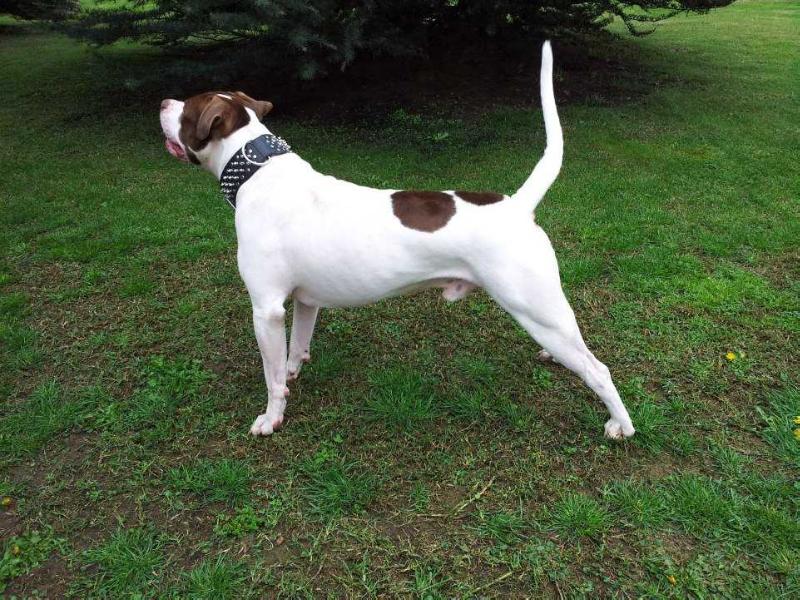 Bully Roth Seamus | American Pit Bull Terrier 