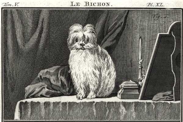 Le Bichon (c.1766) | Bichon Frise 