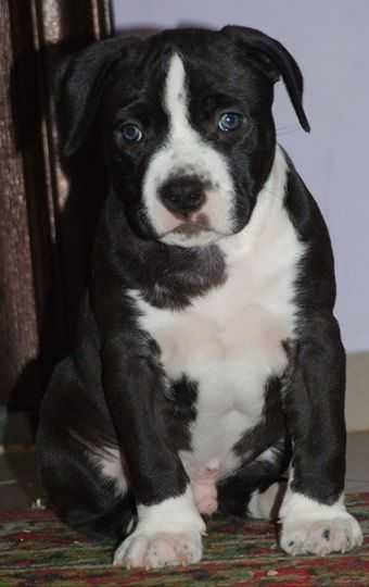 Energy of Life From Viktoriya City | American Staffordshire Terrier 