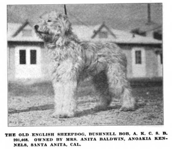 Bob (AKC 201468) | Old English Sheepdog 