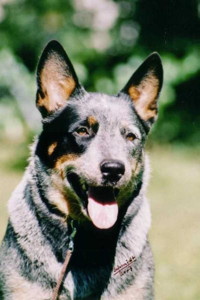 VA BENE DREAMTIMEE | Australian Cattle Dog 