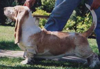 great tita's rhythm blues | Basset Hound 