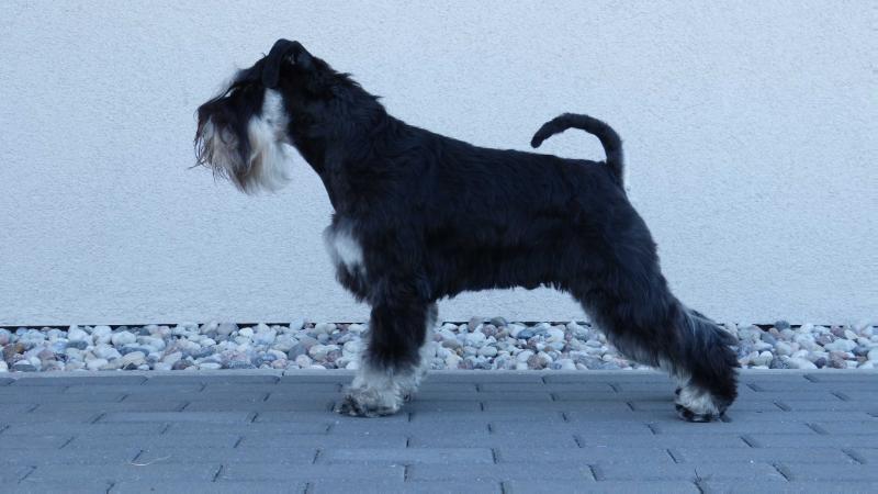 Apolas Juoda Balta | Miniature Schnauzer 
