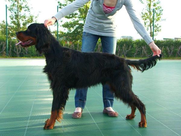 Gaflara Jose Carreras | Gordon Setter 