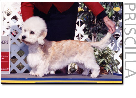 King's Mtn Pardon me boys | Dandie Dinmont Terrier 