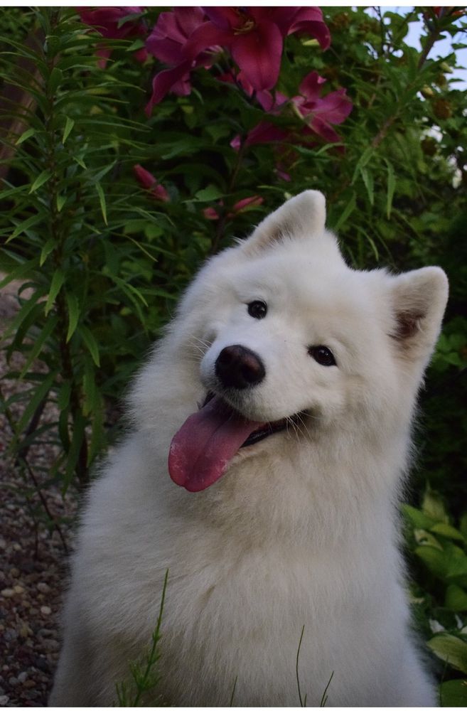 Aisi Wolf's Trail | Samoyed 