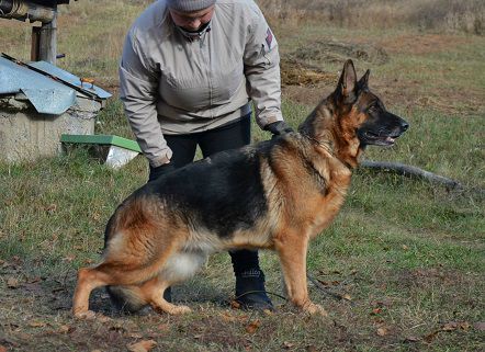 Rauba Del Casa Favore | German Shepherd Dog 