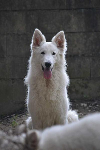 Simply One Such a Pretty Girl | White Swiss Shepherd Dog 