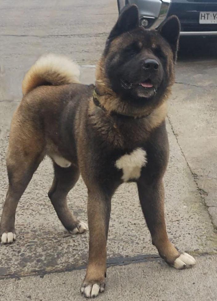 Black Bear Von Bar Graulich | Akita 
