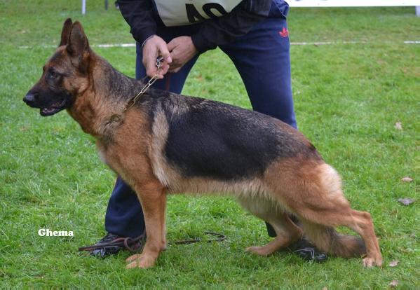 Lara Mont des noirfeux | German Shepherd Dog 
