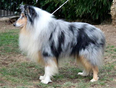 Winter Sky Blue de Frank Rough | Rough Collie 