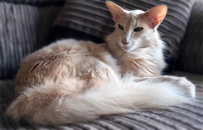 Oriental Longhair ( Foreign Longhair; Mandarin; British Angora)