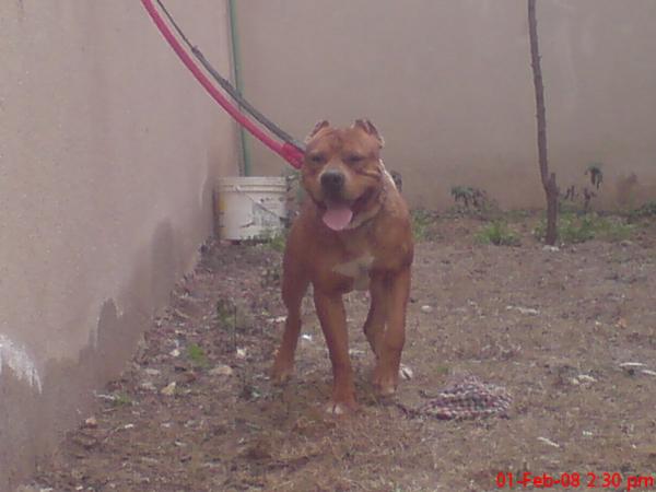 cooper the best | American Pit Bull Terrier 