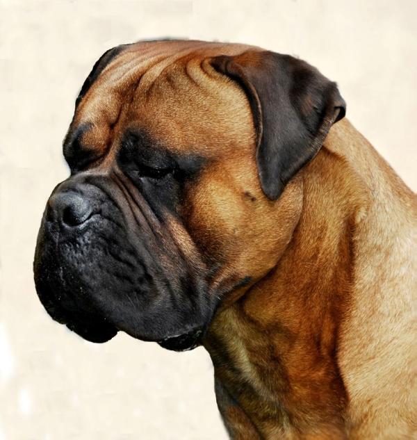 RIDGETOP'S FROM RUSSIA WITH LOVE | Bullmastiff 