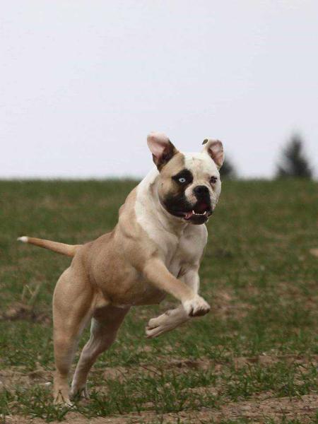 Stray Bullet's Bossy of Destiny's Bulls | American Bulldog 