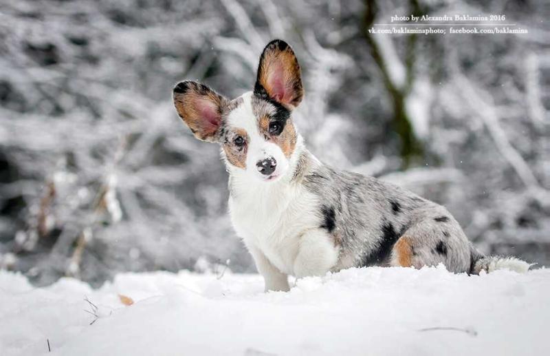 Apriori Vip Shimmer Of Sunset | Cardigan Welsh Corgi 