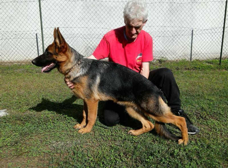 Heidi Della Ronna | German Shepherd Dog 