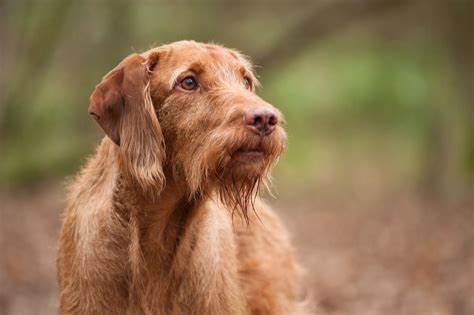Wirehaired Vizsla