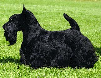 Dundee Diva Grande | Scottish Terrier 