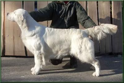 DEWMIST SERENDICA | Golden Retriever 