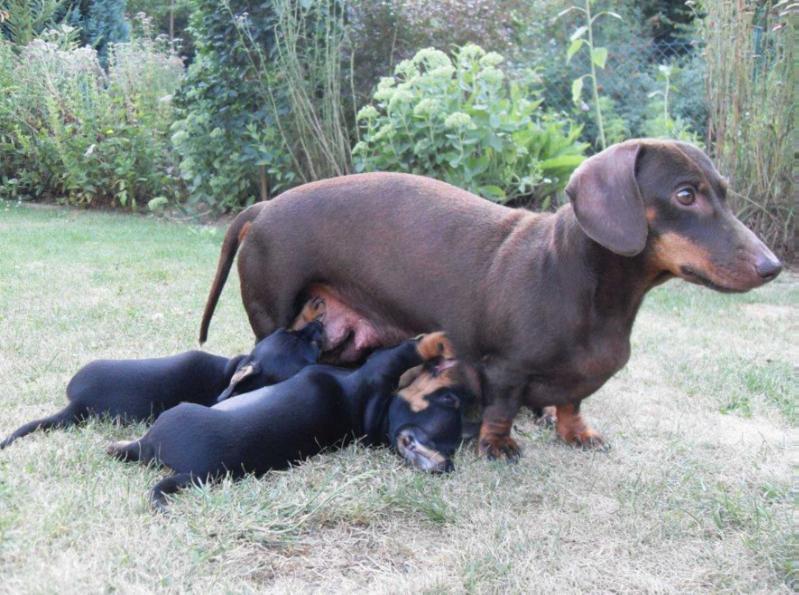 Alma aus Guntersblum | Dachshund 