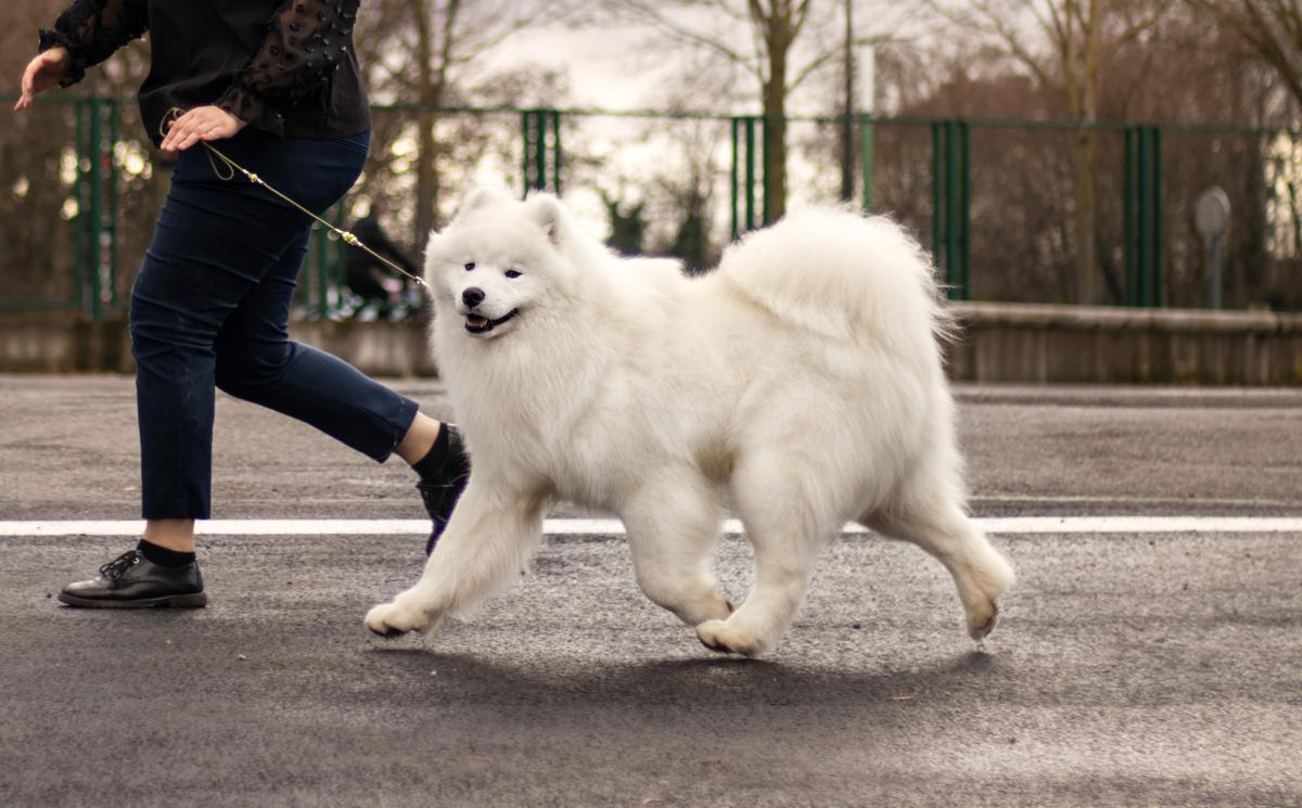 Lunnyi Veter Kante | Samoyed 