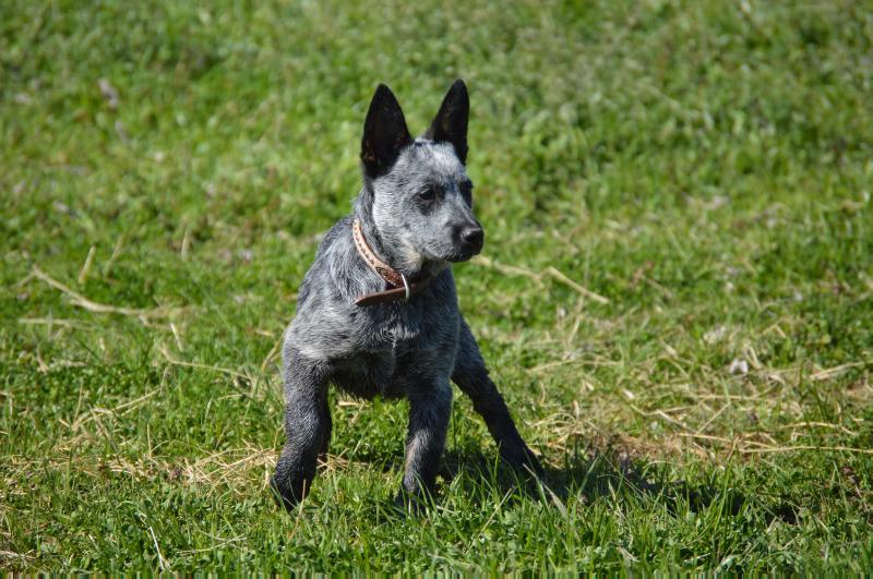 ASN SICK 'EM SADIE | Australian Cattle Dog 