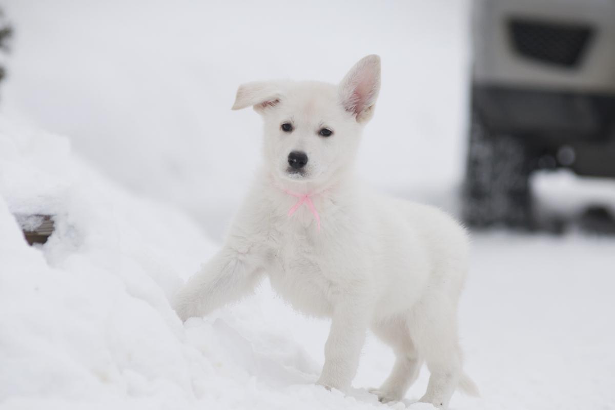 Racquel Renaissance of Angelotti | White Swiss Shepherd Dog 