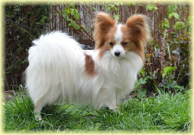 DESIREE Double Vision | Papillon 