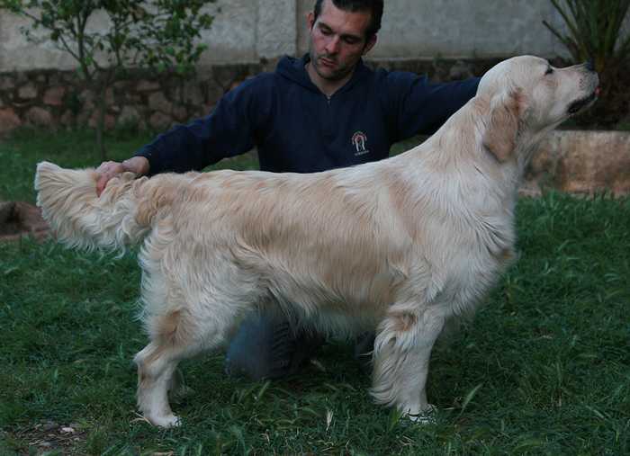 Califa de Ria Vela | Golden Retriever 