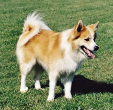 Spori - 10107/96 | Icelandic Sheepdog 