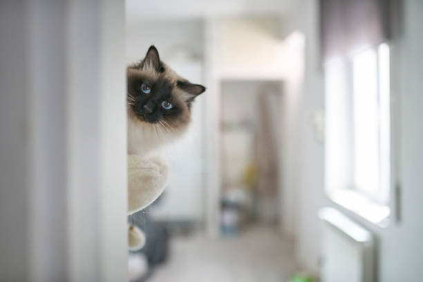 Birman Cat