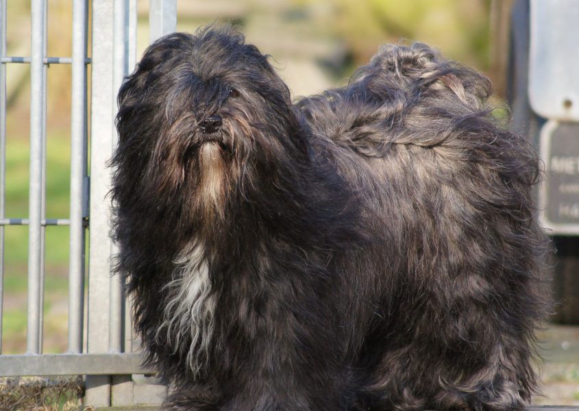 ADOFAU GEENA | Tibetan Terrier 