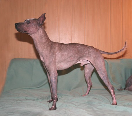 Harmeks Yunnel | Xoloitzcuintli 