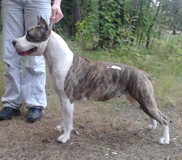 Dasty Rouse Show Assorty'K | American Staffordshire Terrier 