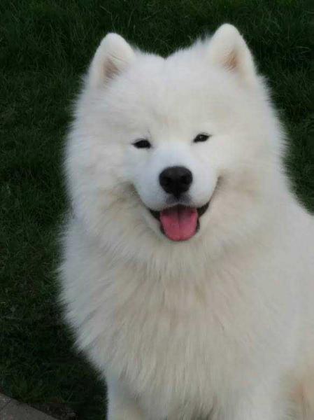 Dorian Spring Norman Weiss | Samoyed 
