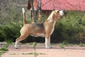 Valsi Lambada | Beagle 