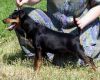 BONZER'S FAIRY TAIL | Miniature Pinscher 