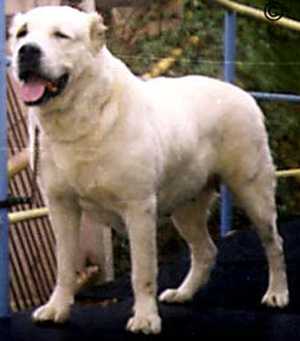 Tayshe Alu | Central Asian Shepherd Dog 