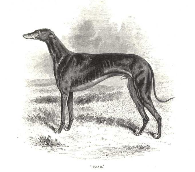 Czar (1848) [Mr. Loder's] | Greyhound 