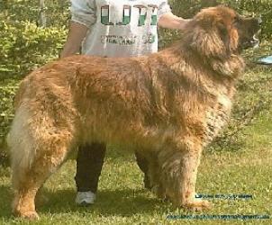 Alf v. Orsy-Sy-Haus | Leonberger 