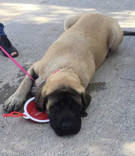 TINTAN (SANCHEZ) | Mastiff 