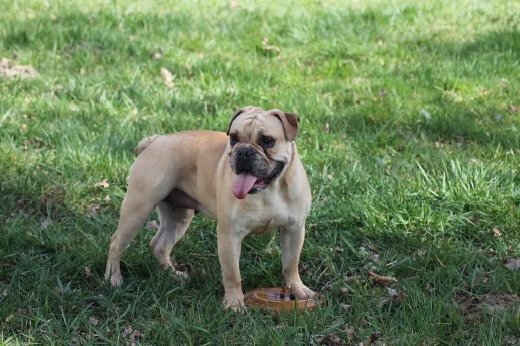 L'IMPERATORE OEGERIA | Olde English Bulldogge 