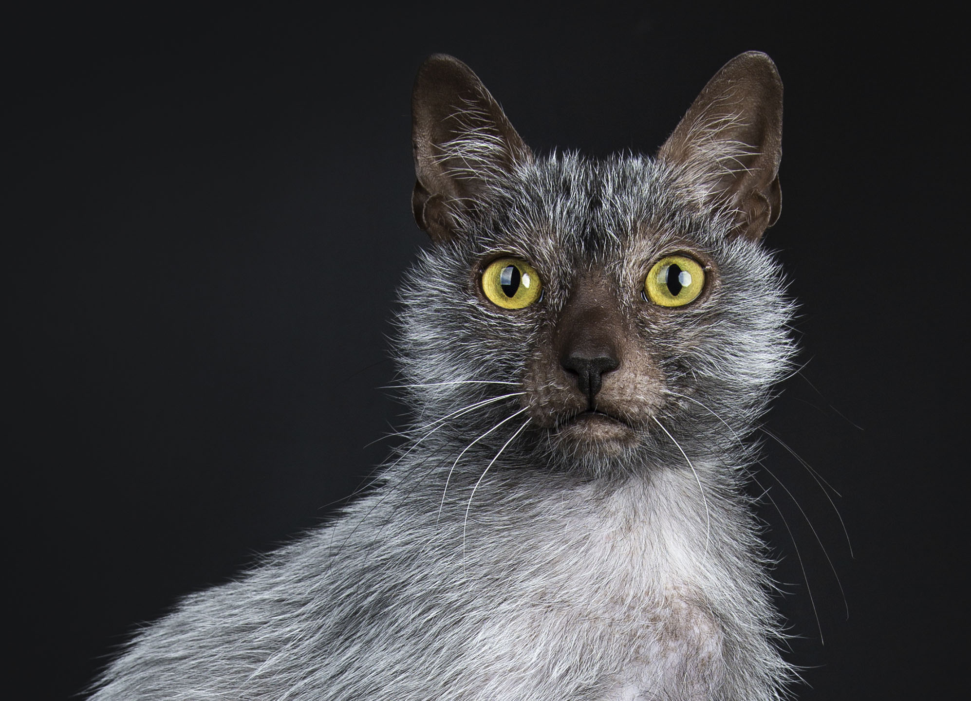 Lykoi