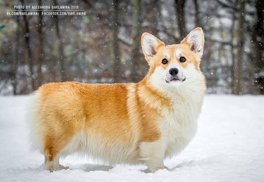 Sher Prestige Zolli Estel Rouge, nb | Pembroke Welsh Corgi 