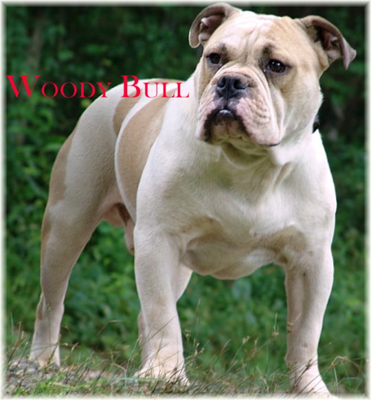 My Bulldogges Trax | Olde English Bulldogge 