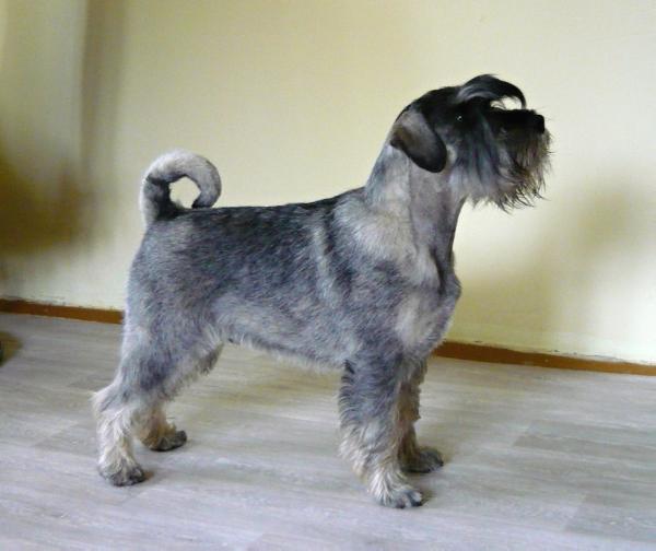 Ziggy Alarm Beskyd | Standard Schnauzer 